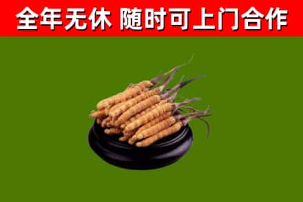迎江回收散虫草